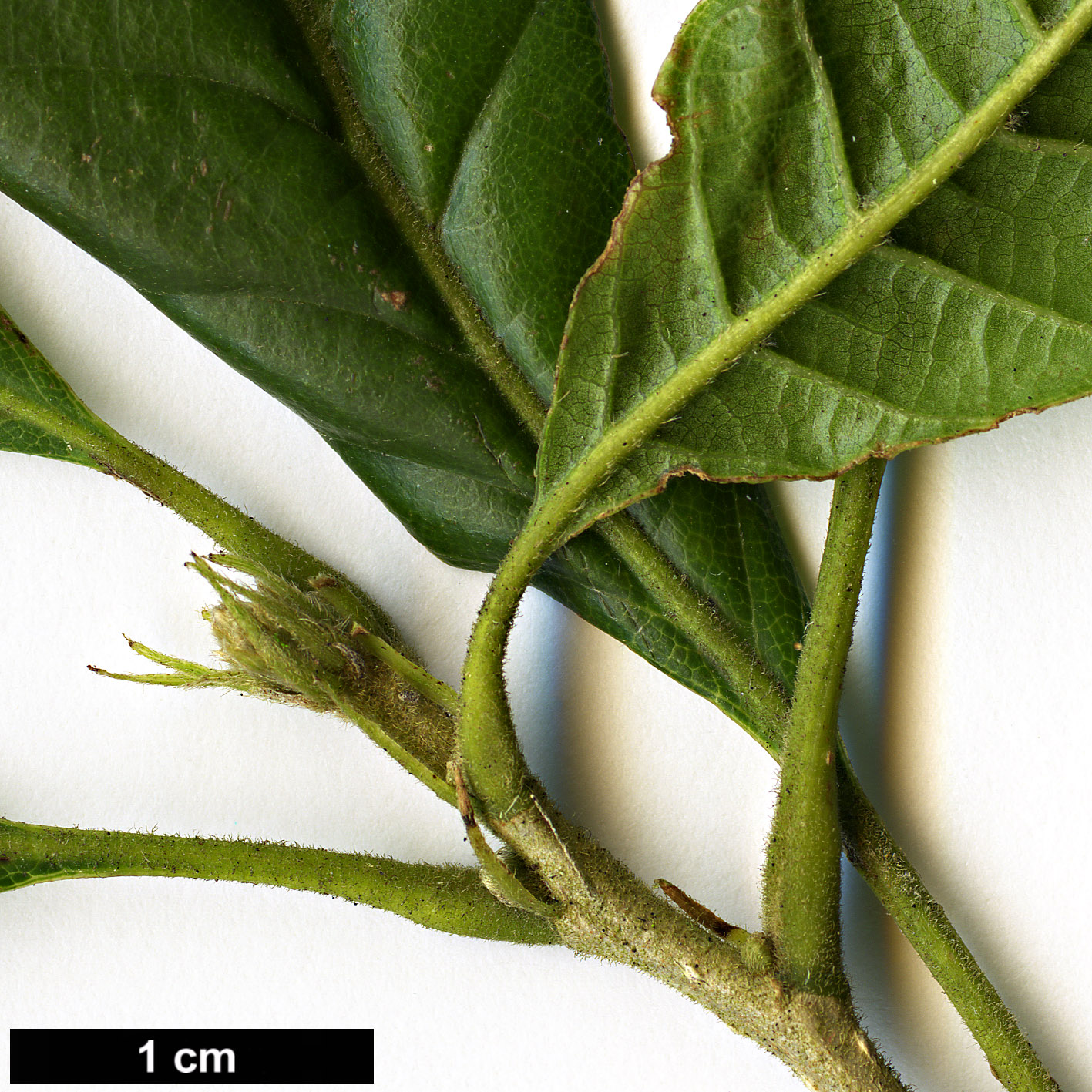 High resolution image: Family: Fagaceae - Genus: Lithocarpus - Taxon: corneus